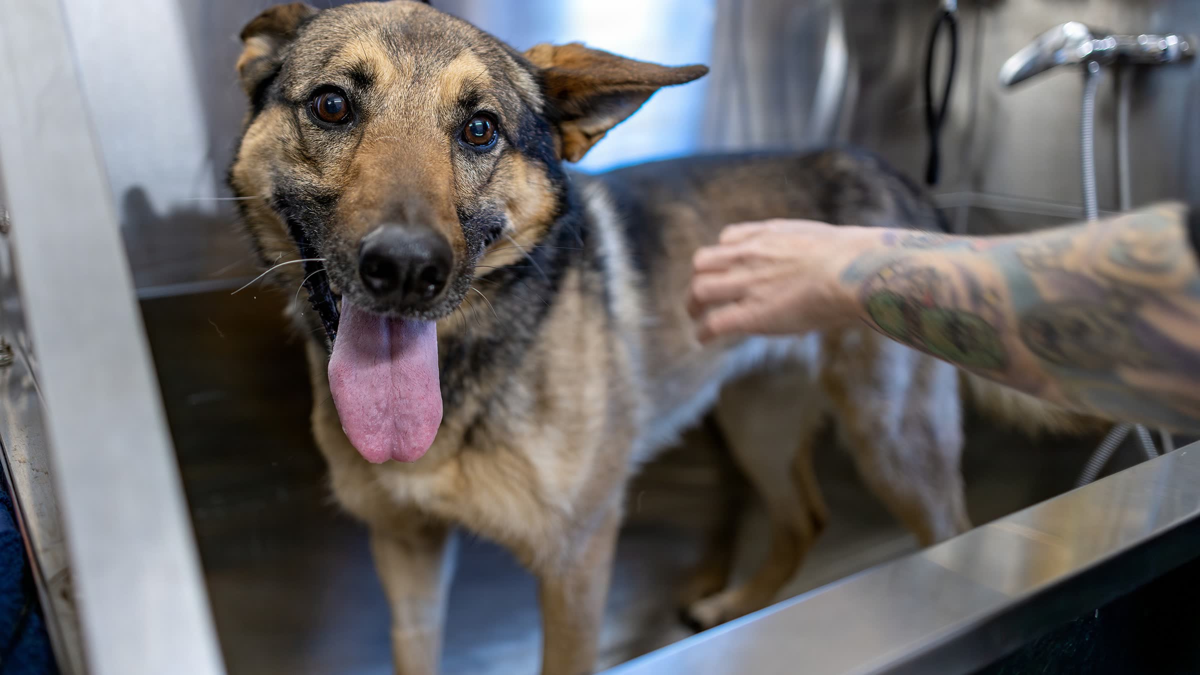 Cachorro pastor feliz, de língua para fora, numa banheira de inox durante o banho