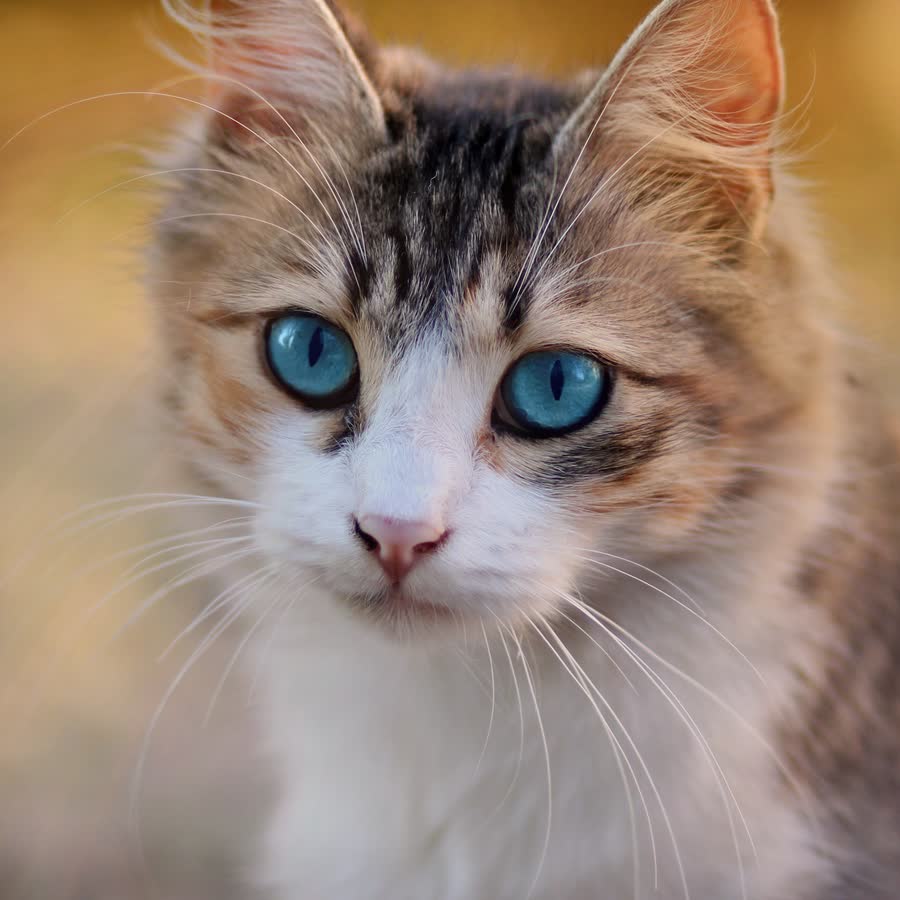 Gato rajado de olhos azuis olhando para a câmera