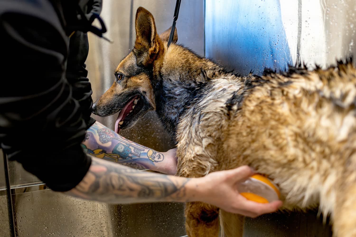 Cachorro pastor molhado recebendo xampu com uma escova de borracha laranja