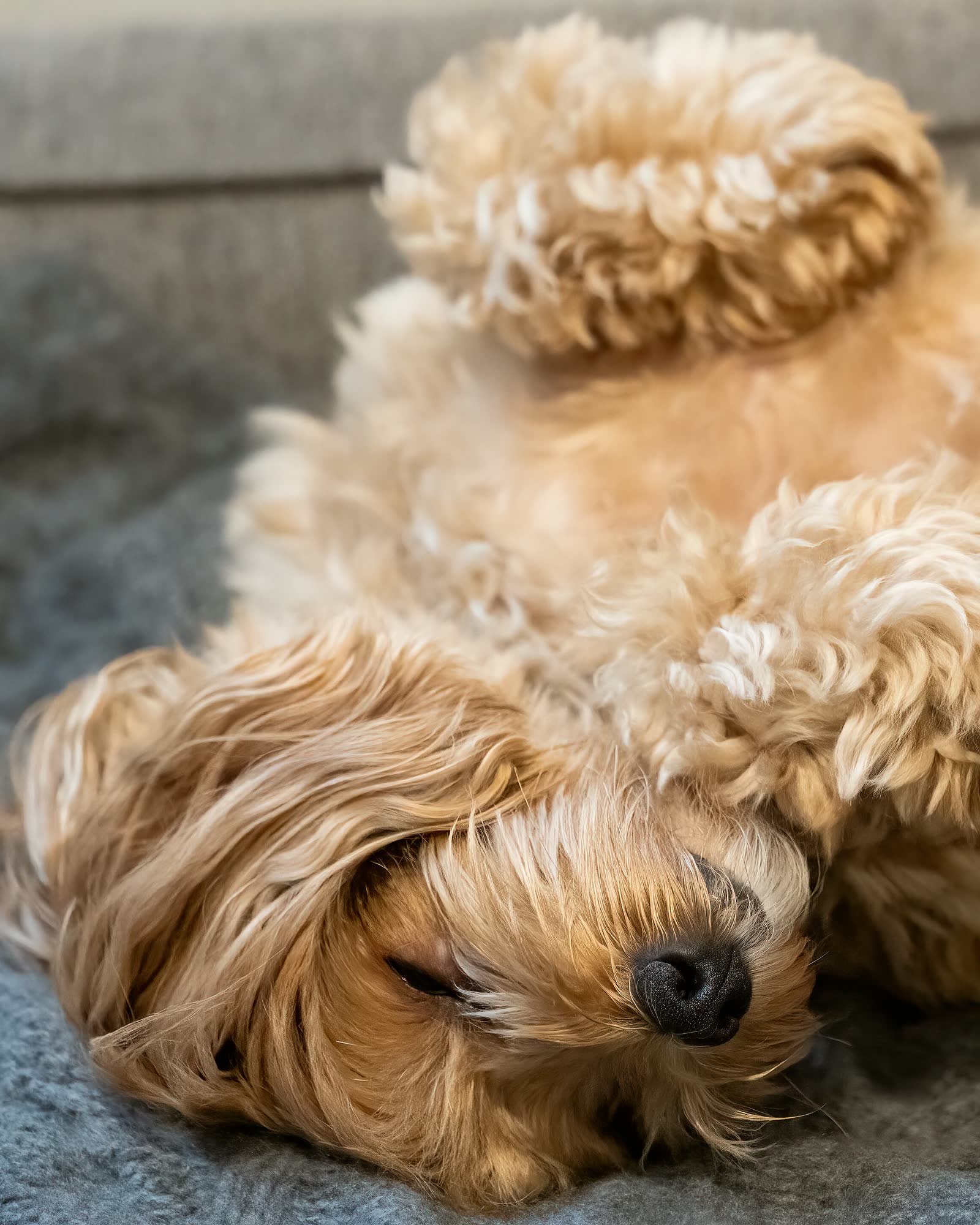 Cachorrinho de pelo dourado e cacheado dormindo de barriga para cima sobre uma manta cinza