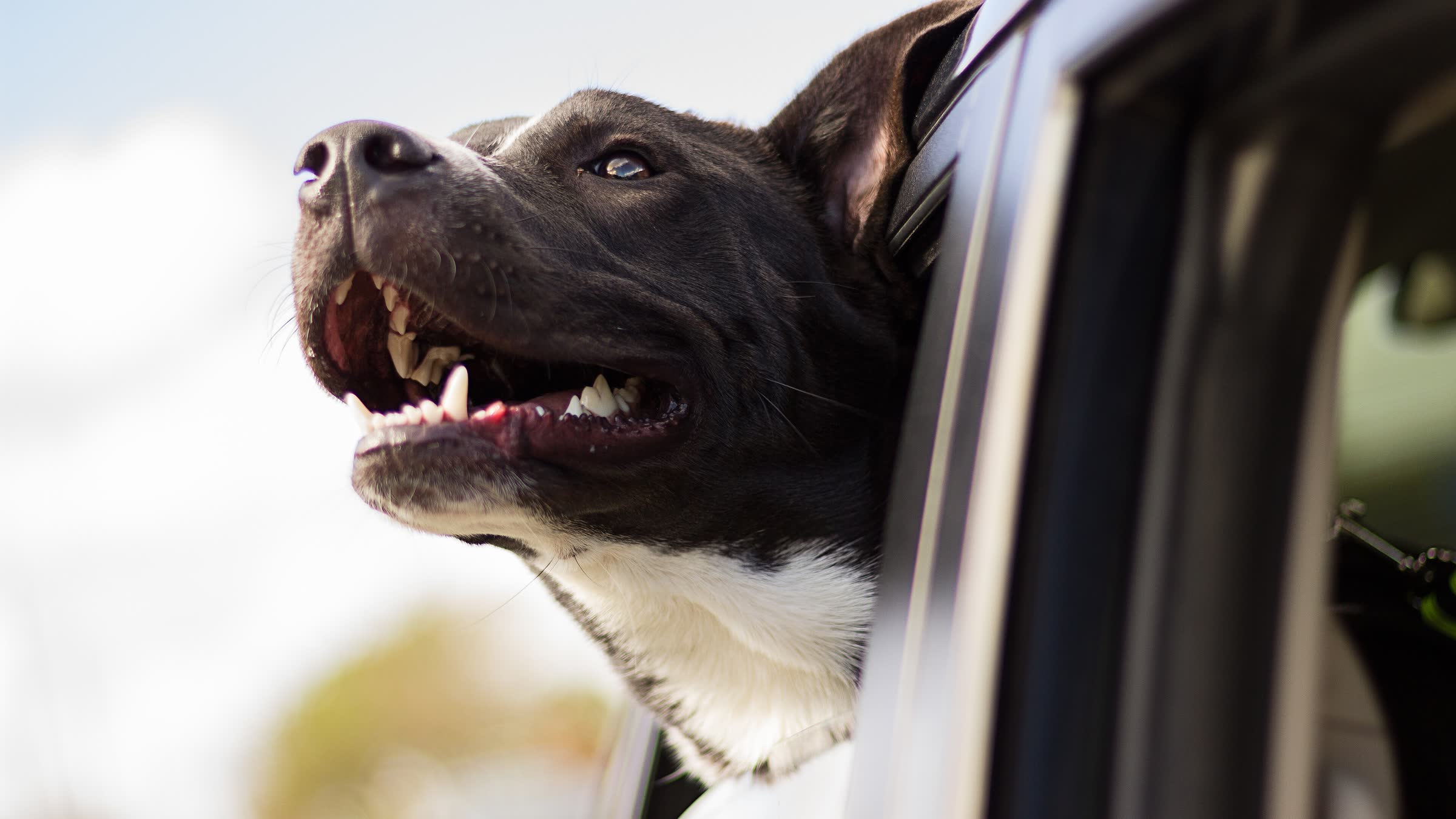 Cachorro preto e branco com a cabeça para fora da janela de um carro, de boca aberta