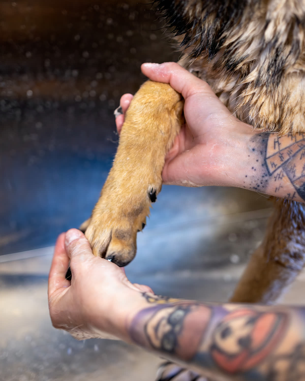 Mãos segurando e lavando a pata dianteira de um cachorro
