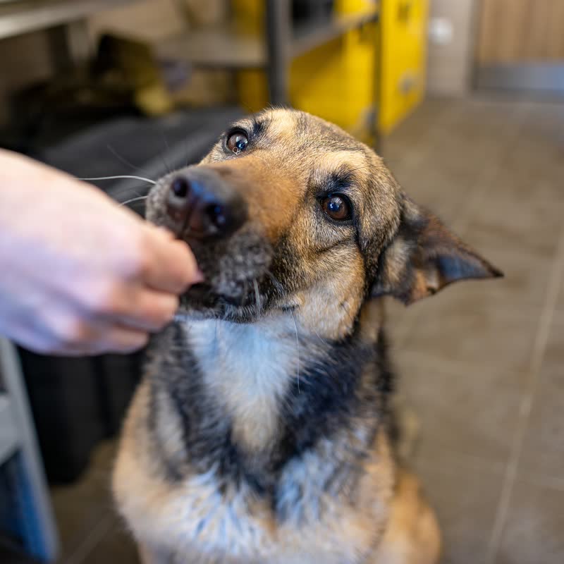 Cachorro pastor recebendo um petisco da mão de uma pessoa