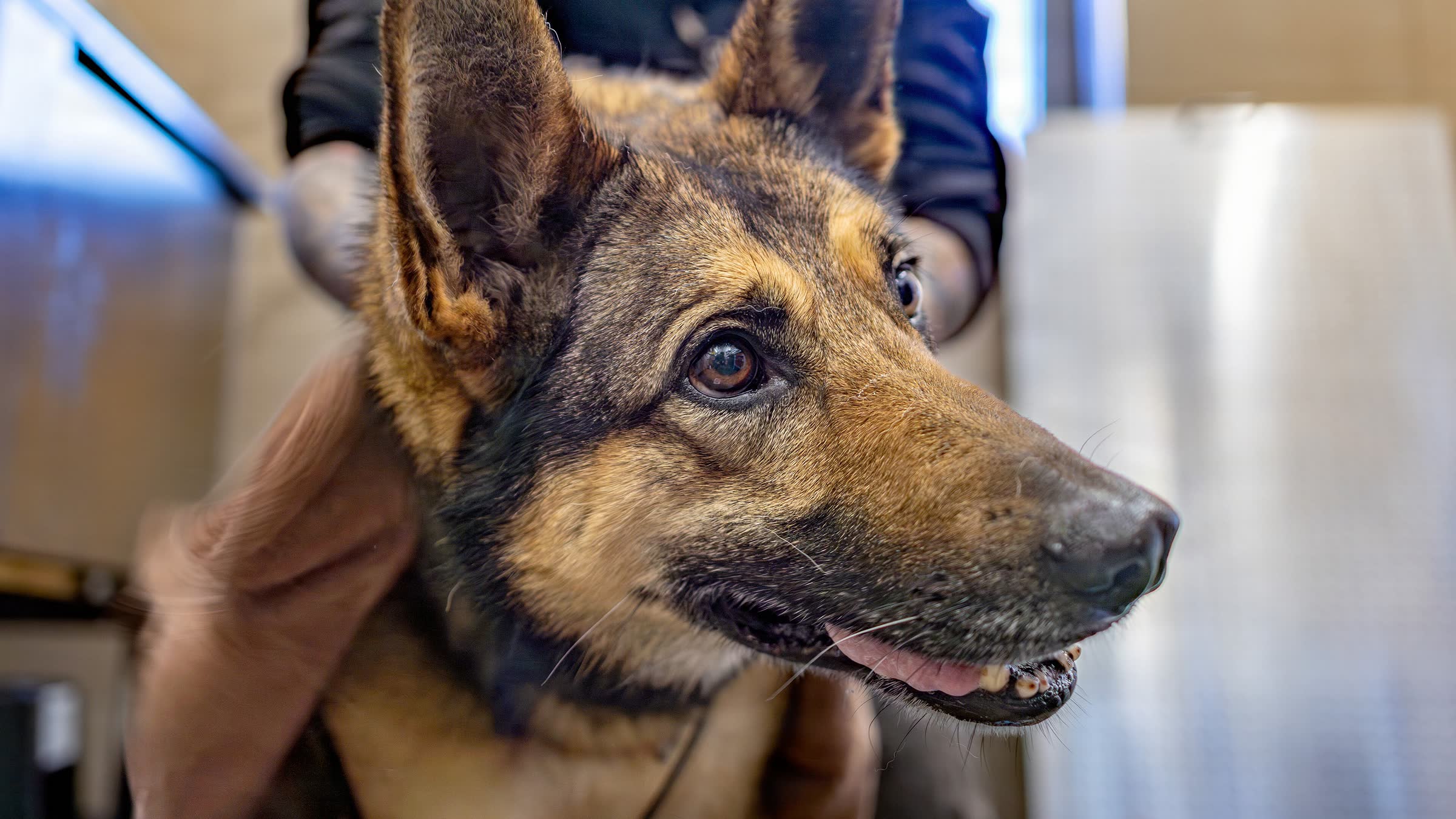 Cachorro pastor enrolado numa toalha, olhando para o lado, depois do banho